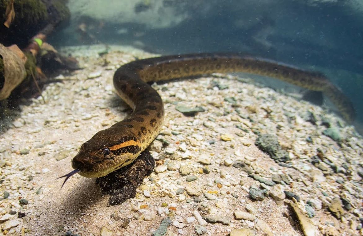 Anaconda on the river bed of the Rio Formoso