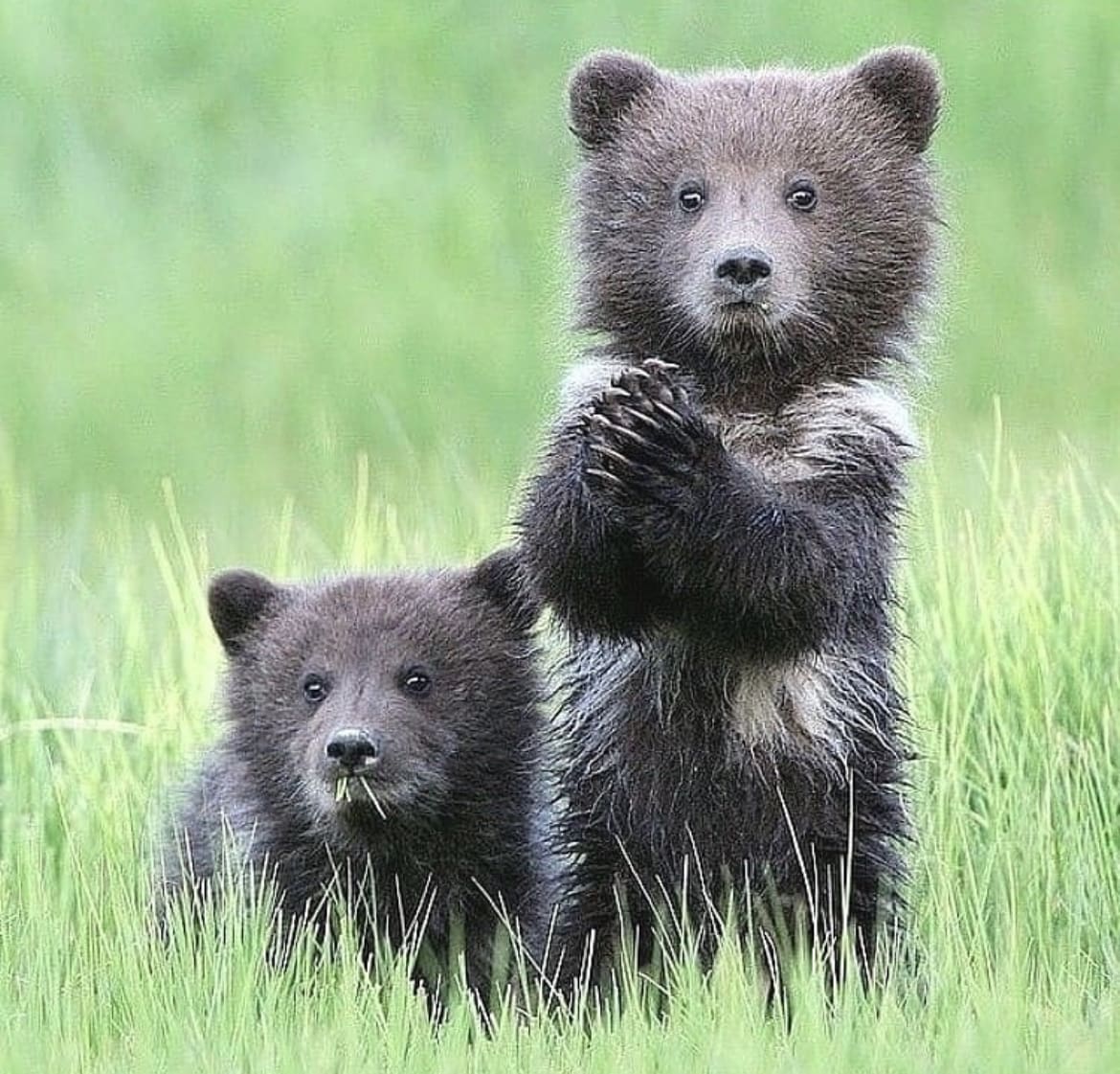 Grizzly Bear Cubs