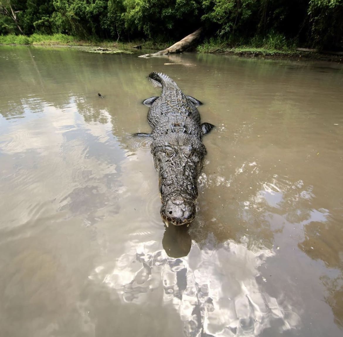 Saltwater Crocodile
