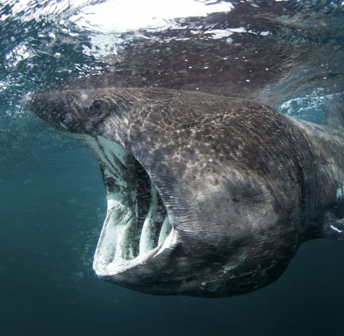Basking Shark