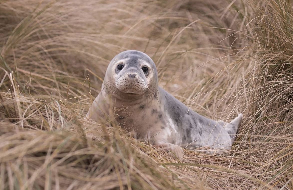 Grey Seal