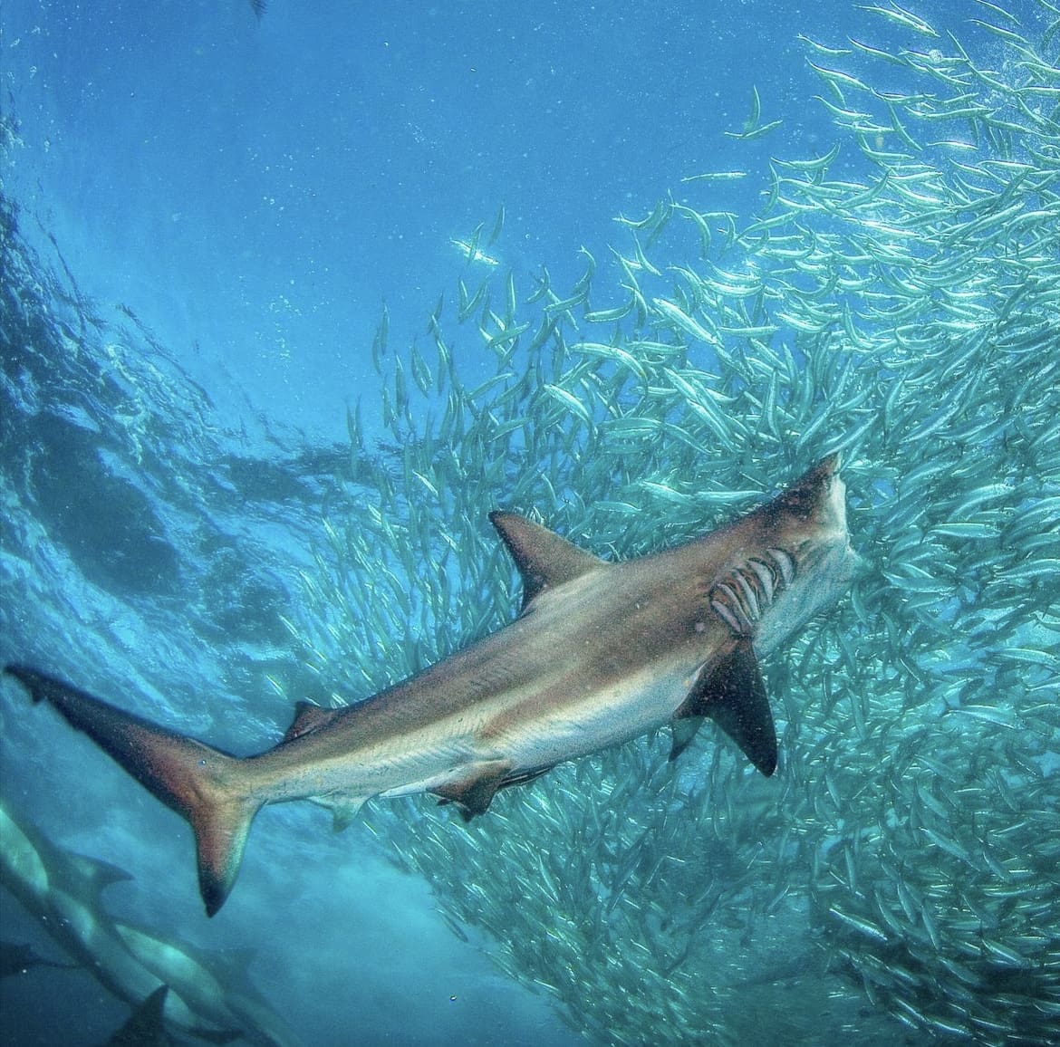 Bronze whaler rushing into a baitball of sardines