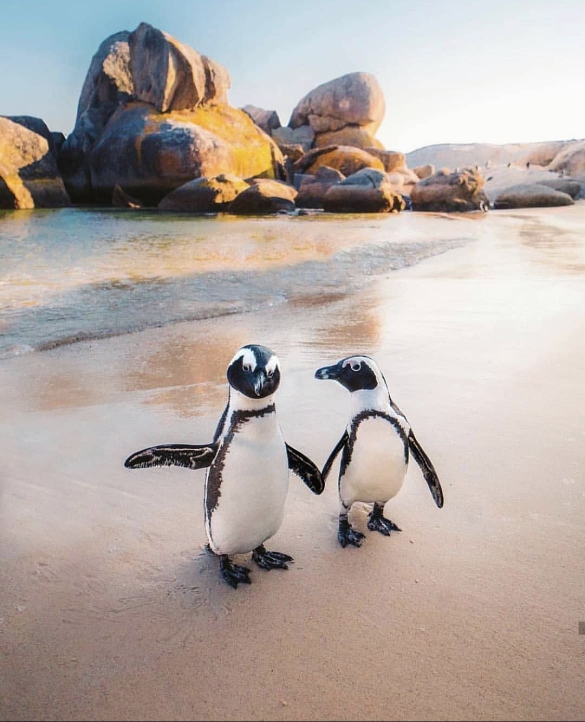 African Penguins, Boulders Beach