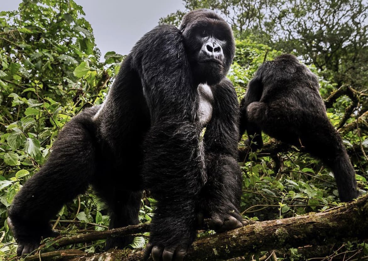 Silverbacks in Jomba