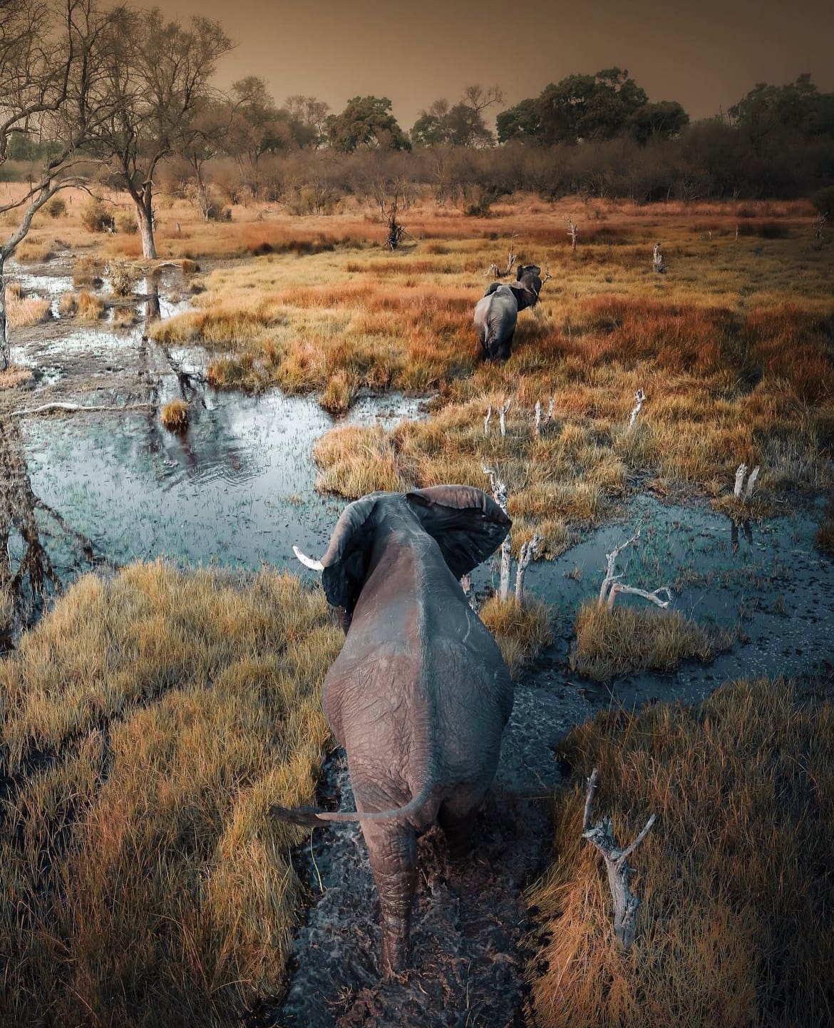 Elephants wading through the flood plains