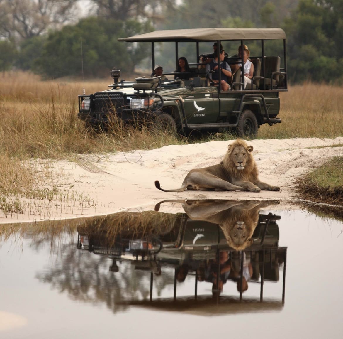 Big male lion resting at the edge of a water hole