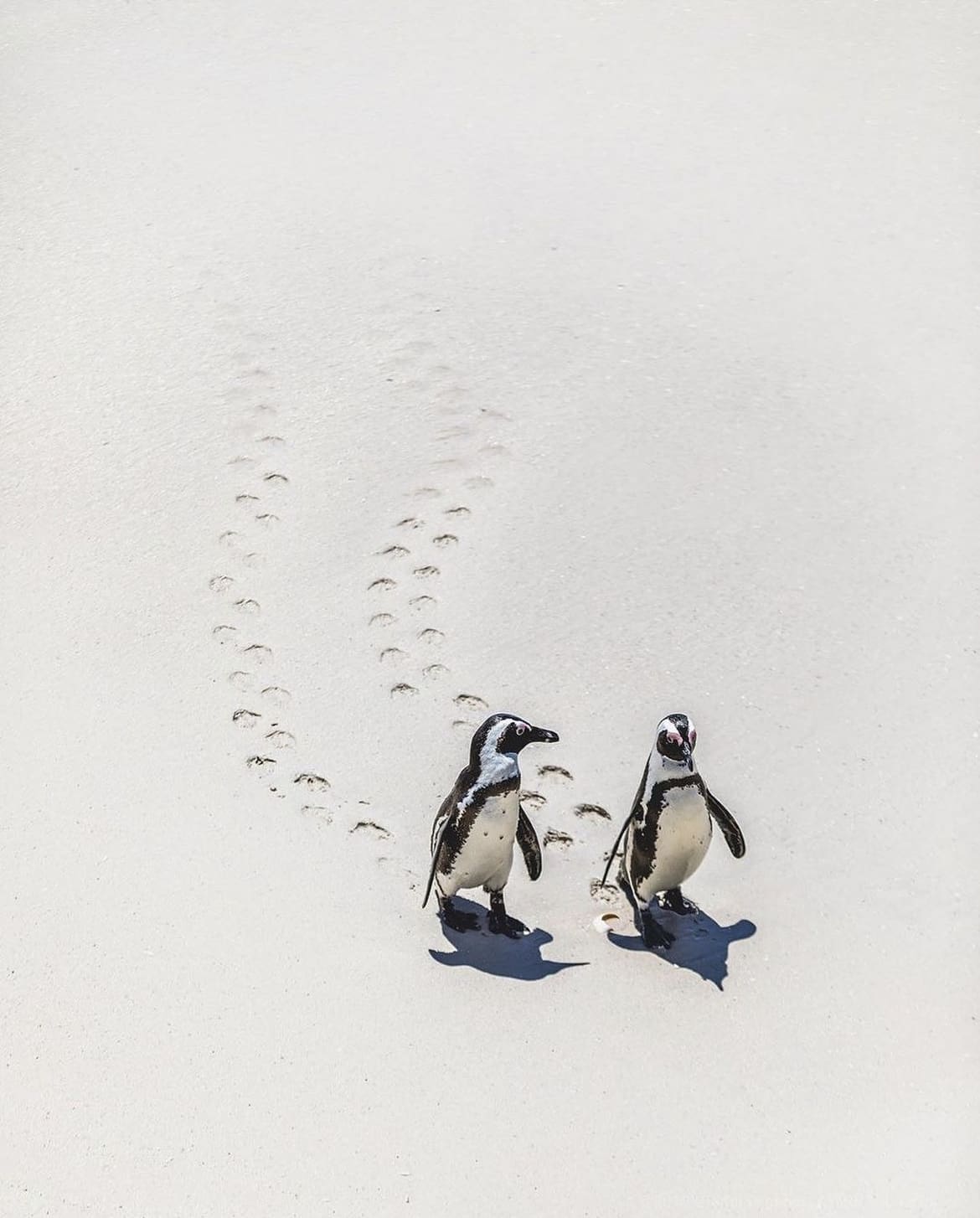 Penguin couple on the beach