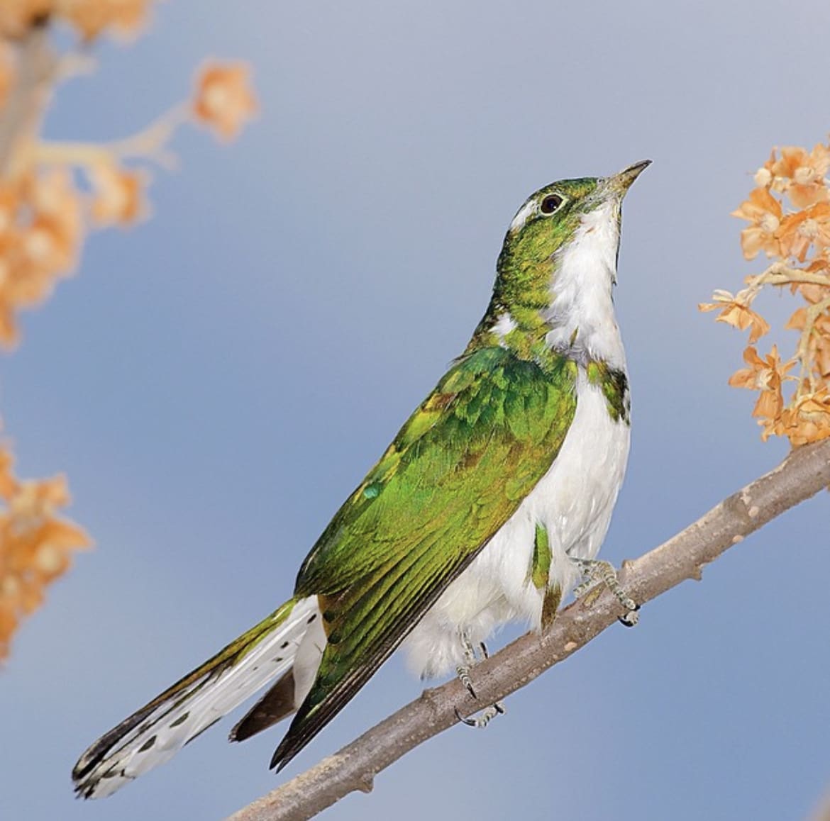 Klaas's Cuckoo, Groenkloof Nature Reserve