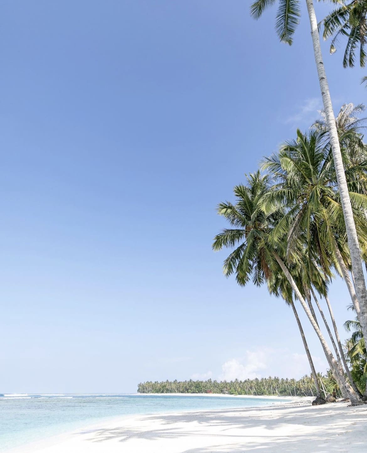 Palm trees on beach