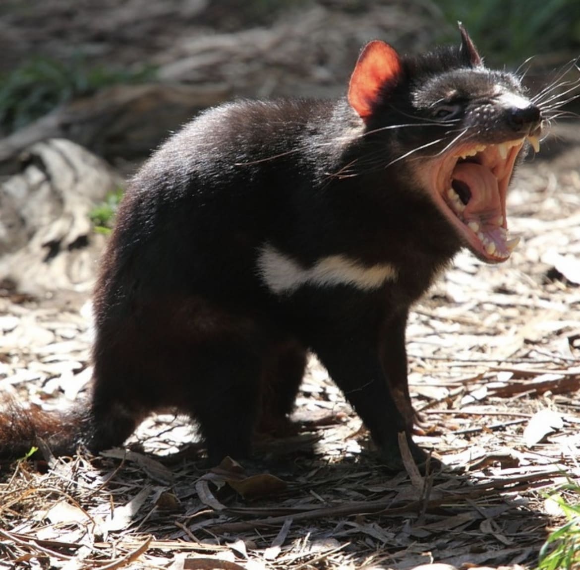 Tasmanian Devil
