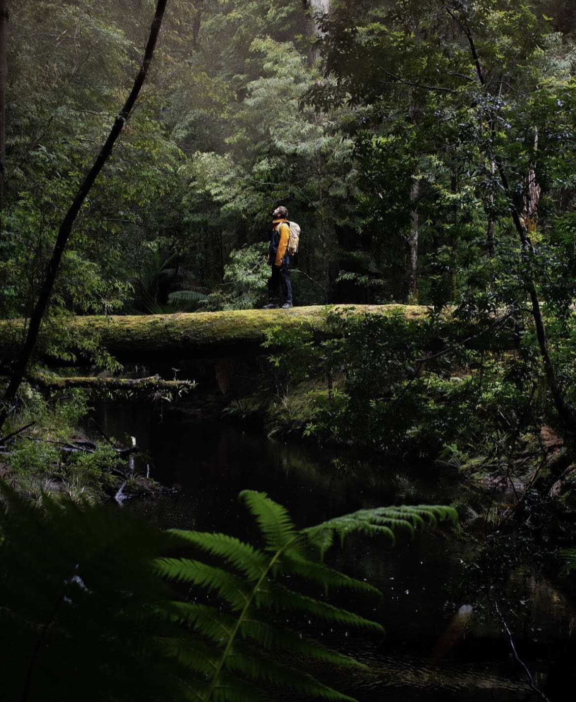 Tarkine Rainforest