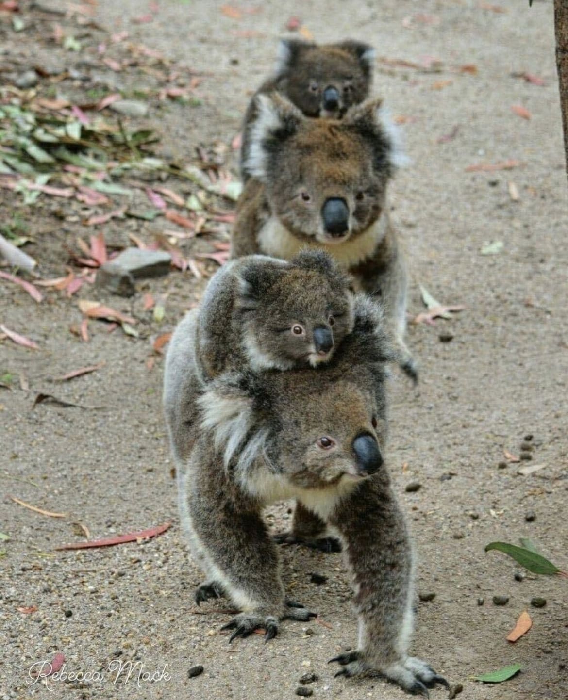 Tidbinbilla Nature Reserve