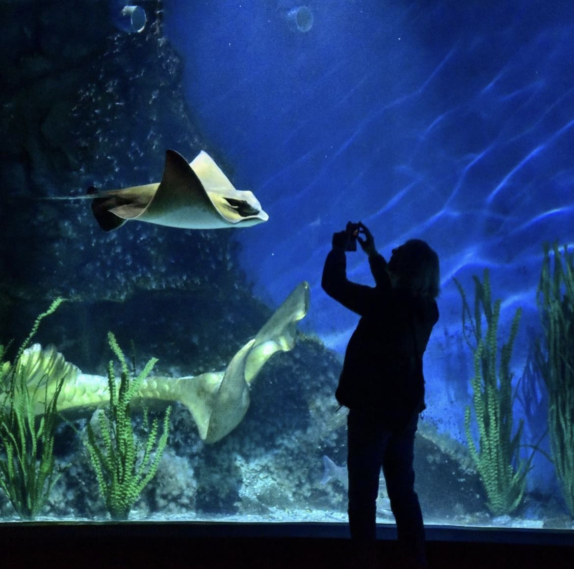 Melbourne Aquarium