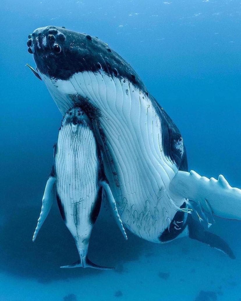 Humpback whale mother and calf