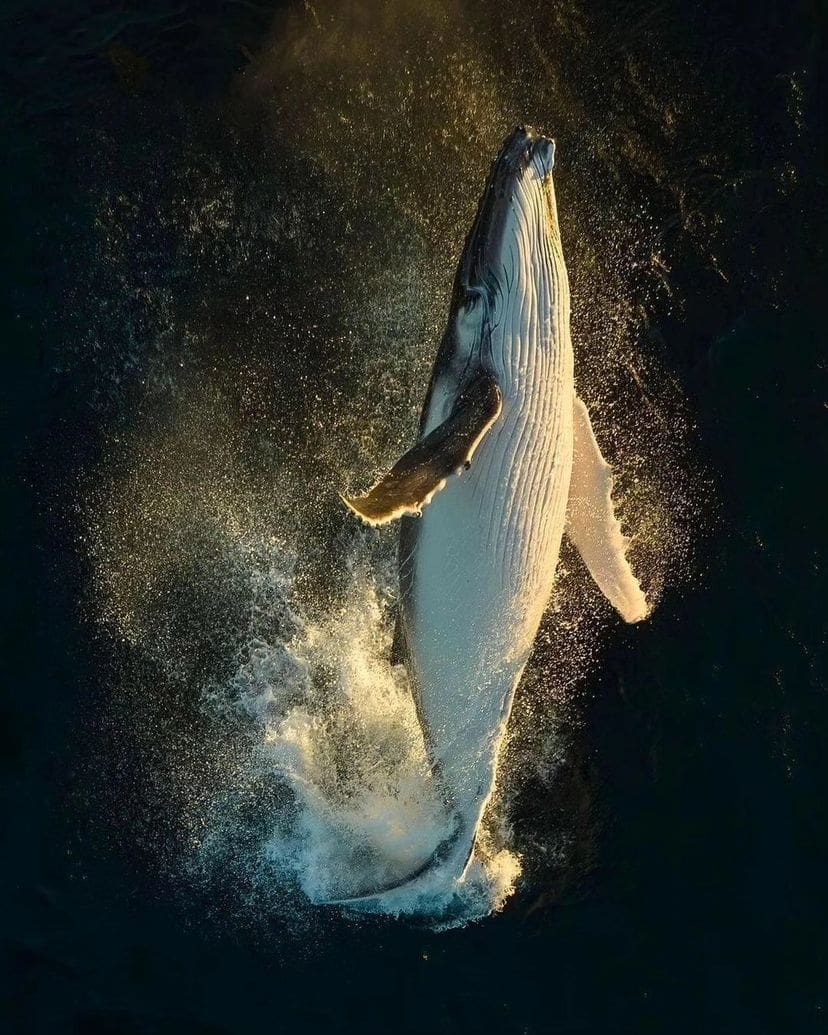 Humpback whale breaching