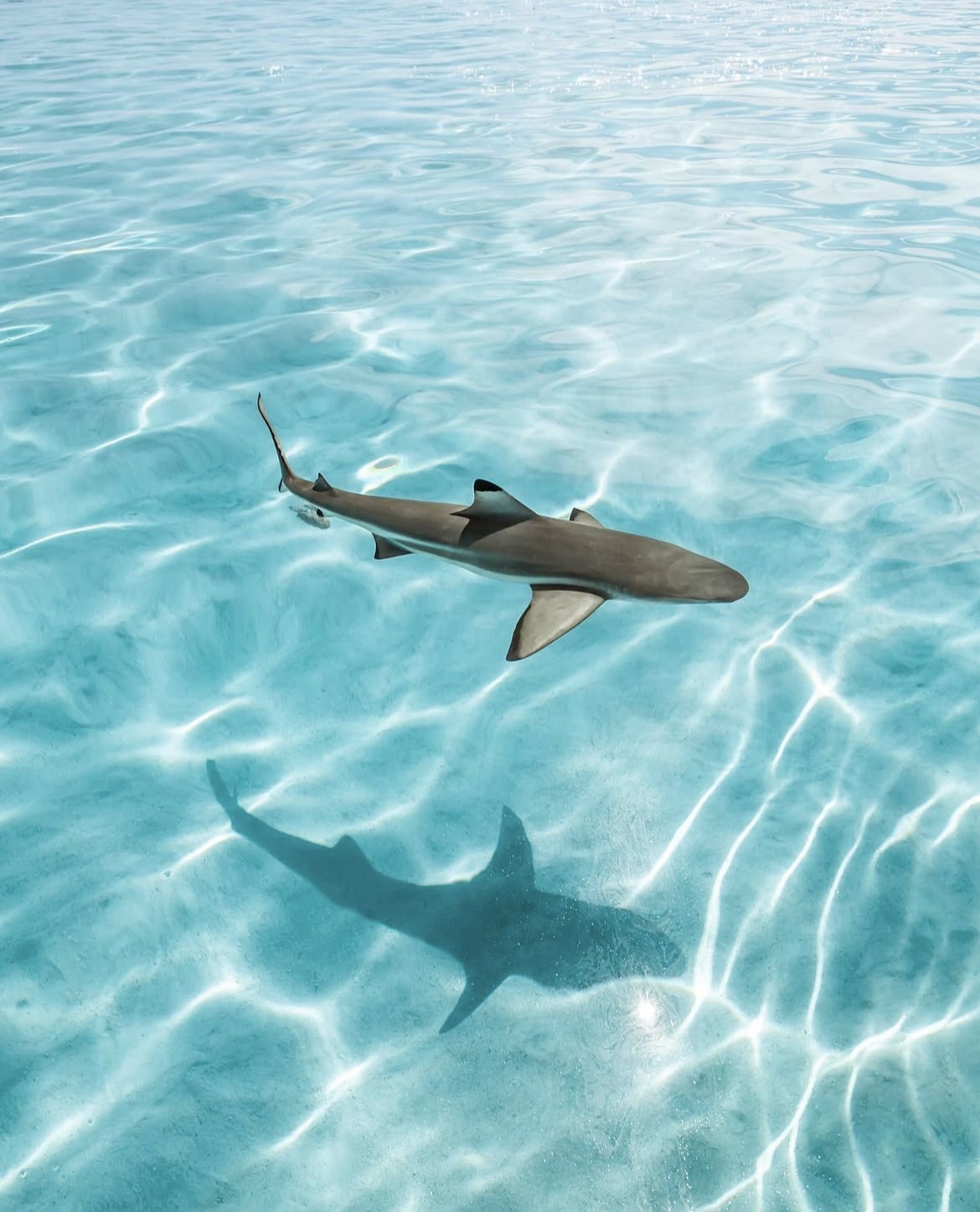 Reef shark, Moorea Island in French Polynesia