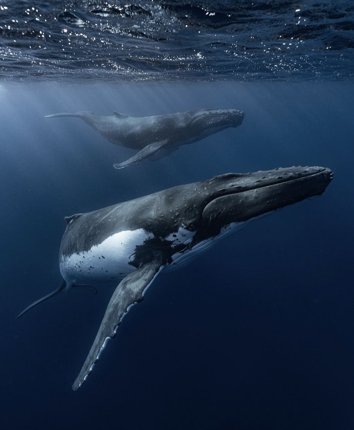 Humpbacks, Moorea - best polynesian islands