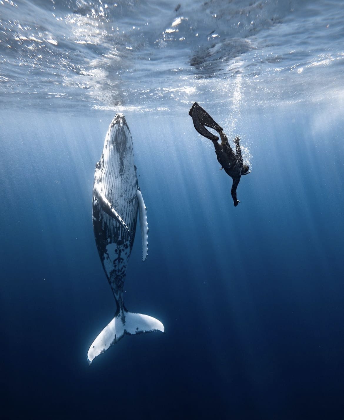 Diving with humpback whale's, Moorea Island in French Polynesia