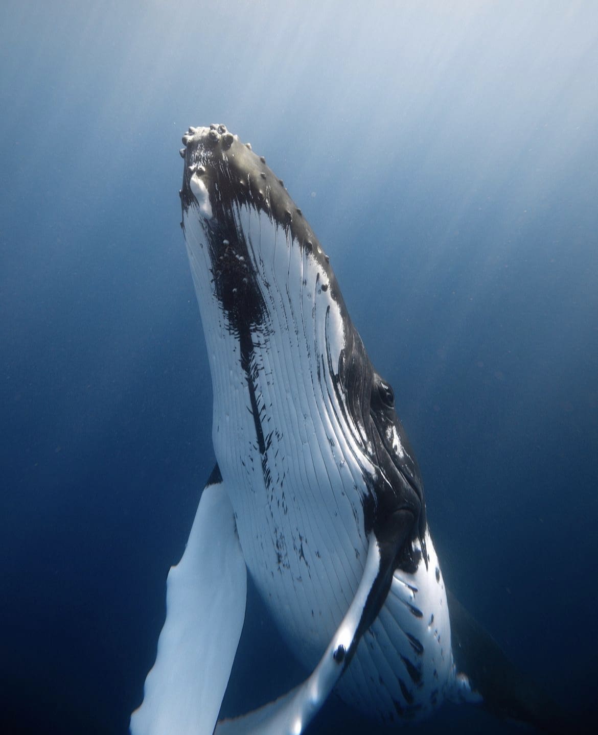Humpback Whale