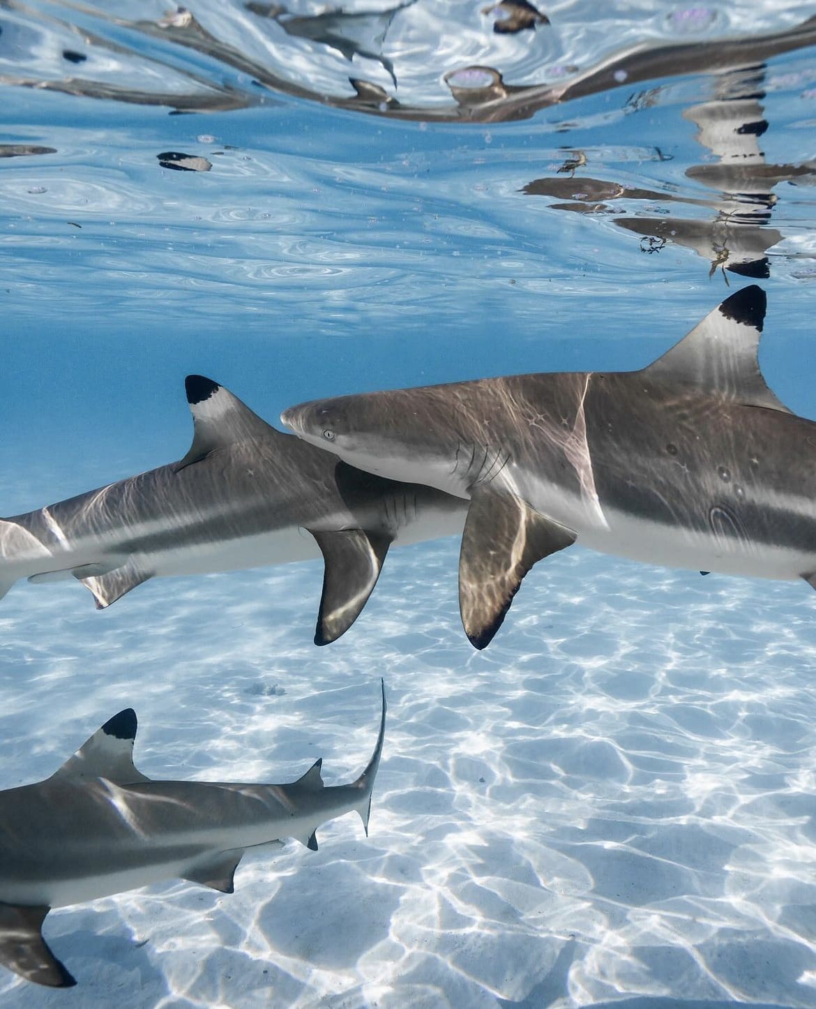 Moorea: Shark and Ray Encounters - The 10 Best Places To Scuba Dive In French Polynesia