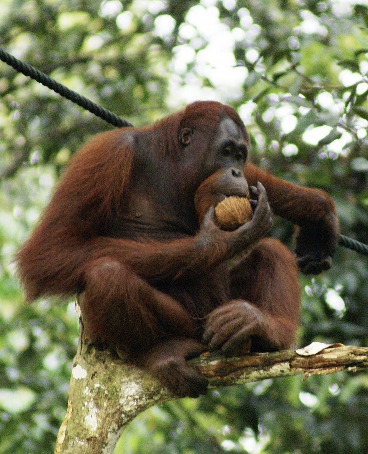 Orangutan in Borneo