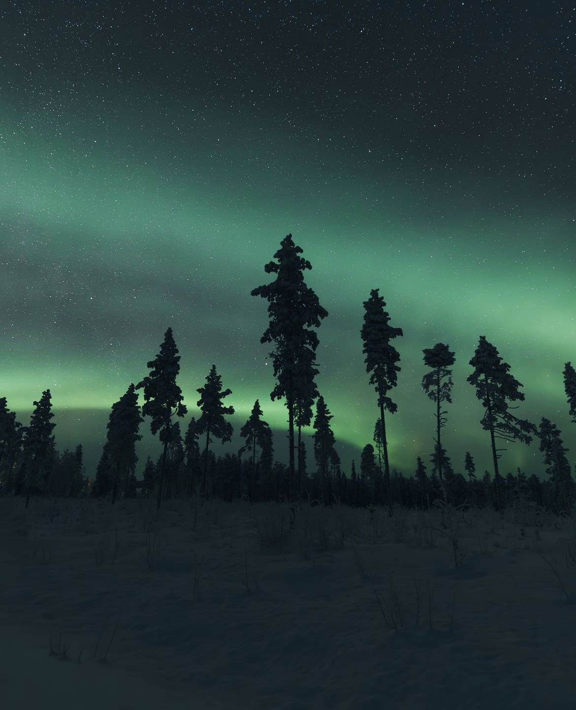 The Northern Lights