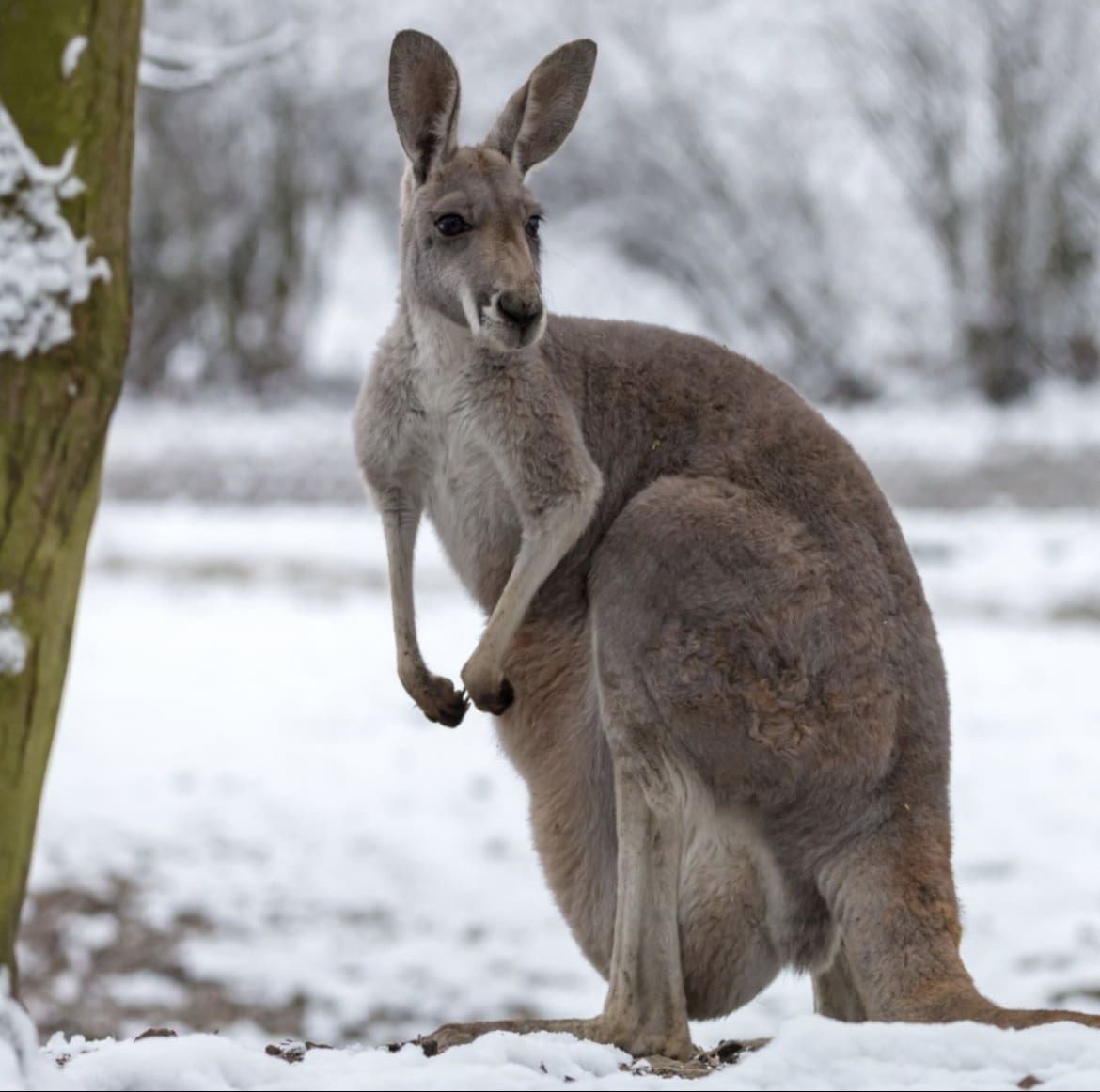 Kangaroo in the snow