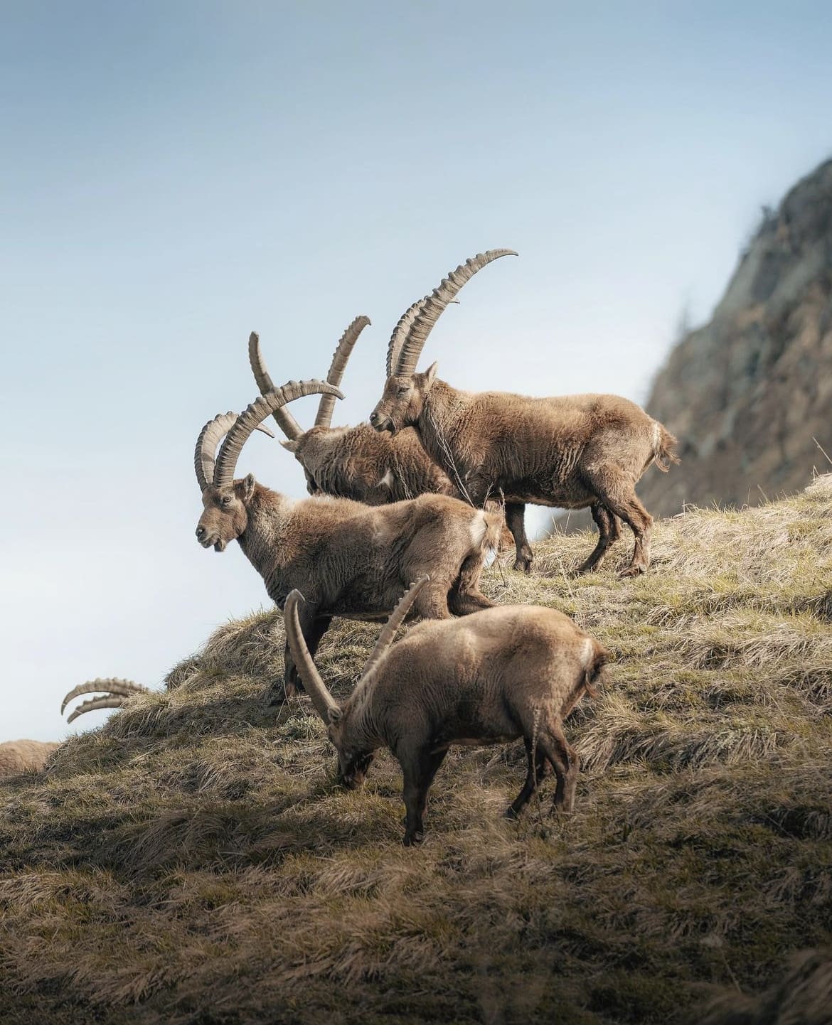 Ibex, Gran Paradiso