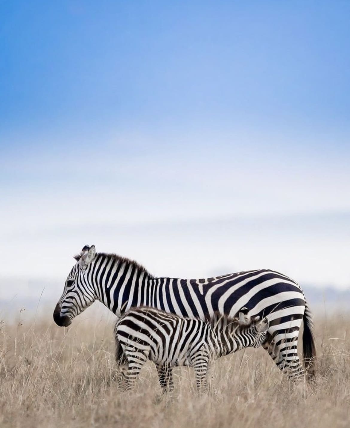 Mother feeding calf in Africa