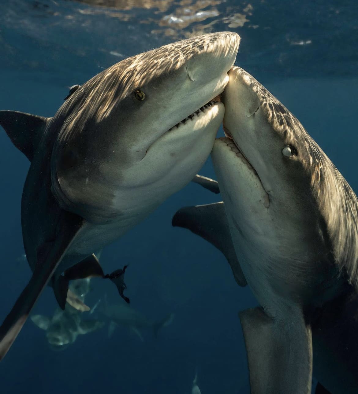 Shark Photography