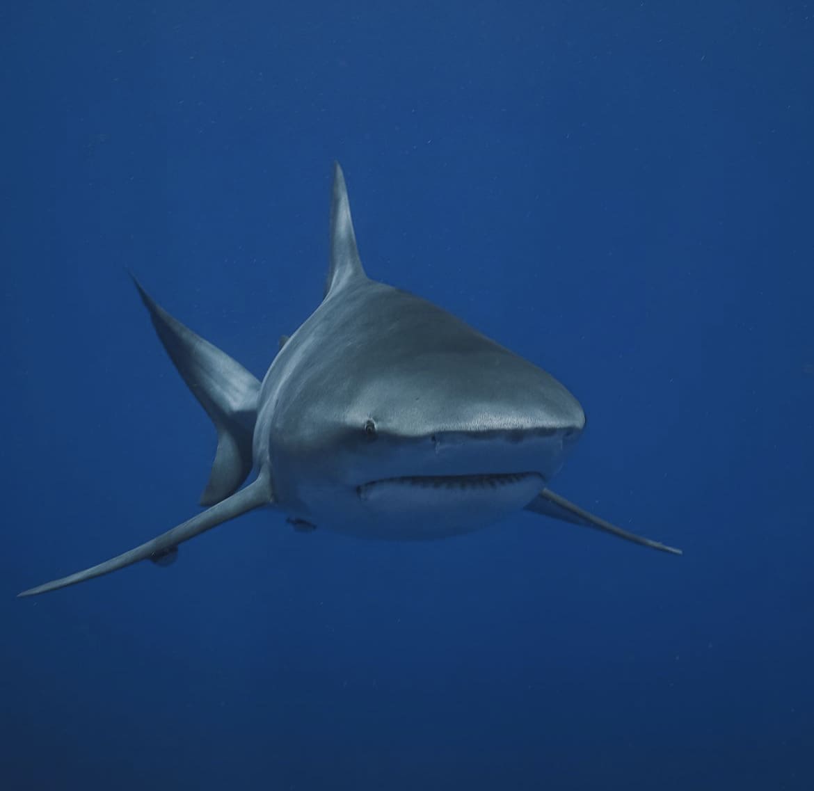 Large shark emerging from the depths