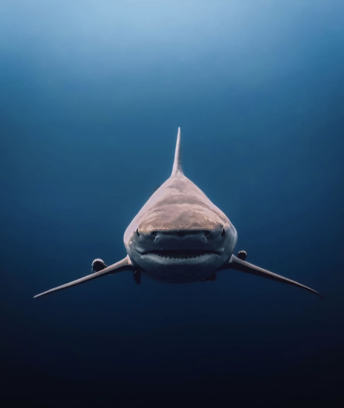 Shark