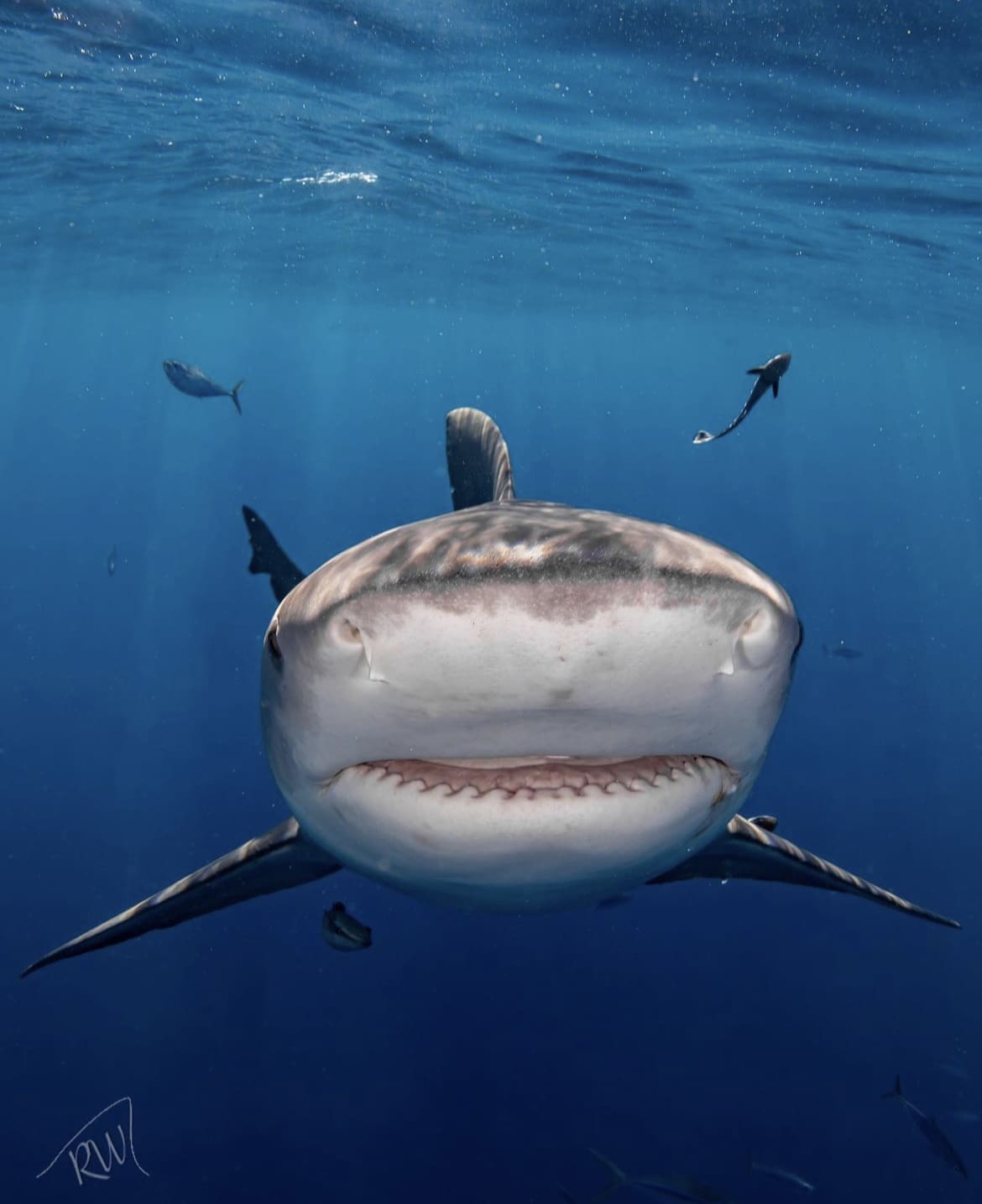 Shark closeup