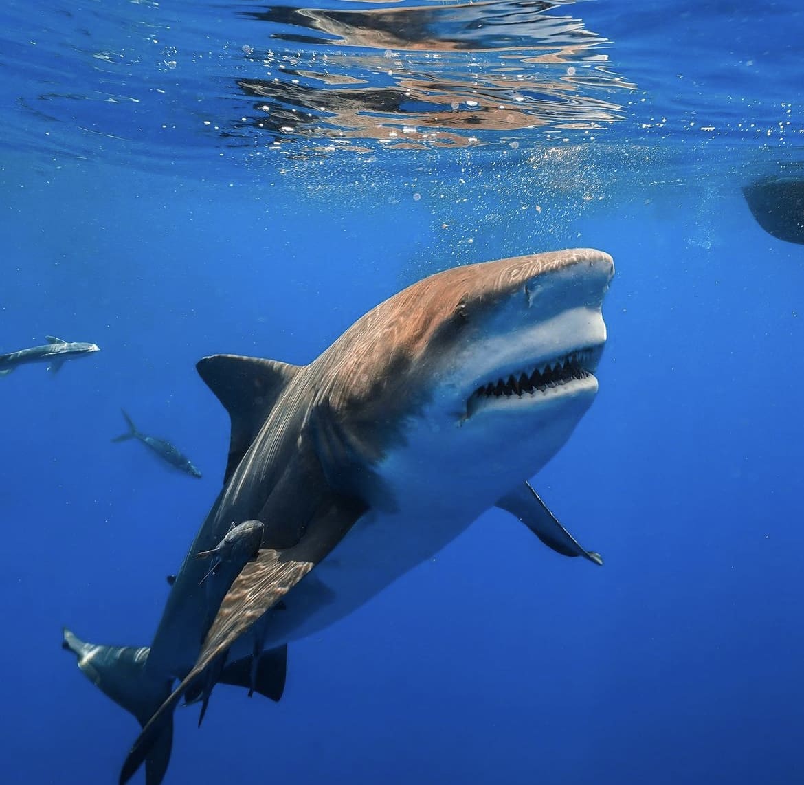 Large bull shark smiling for the camera