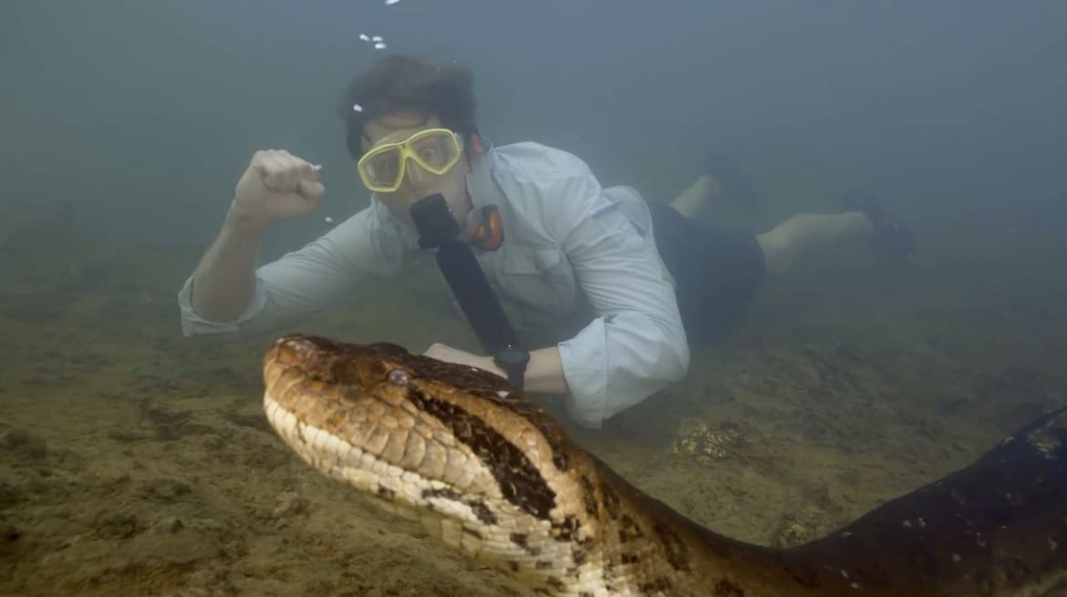 Northern green anaconda