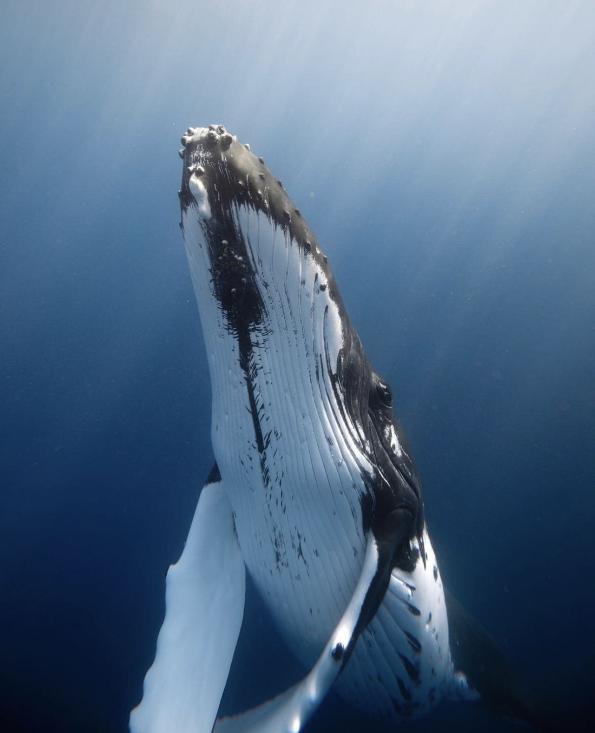 whale rising to the surface