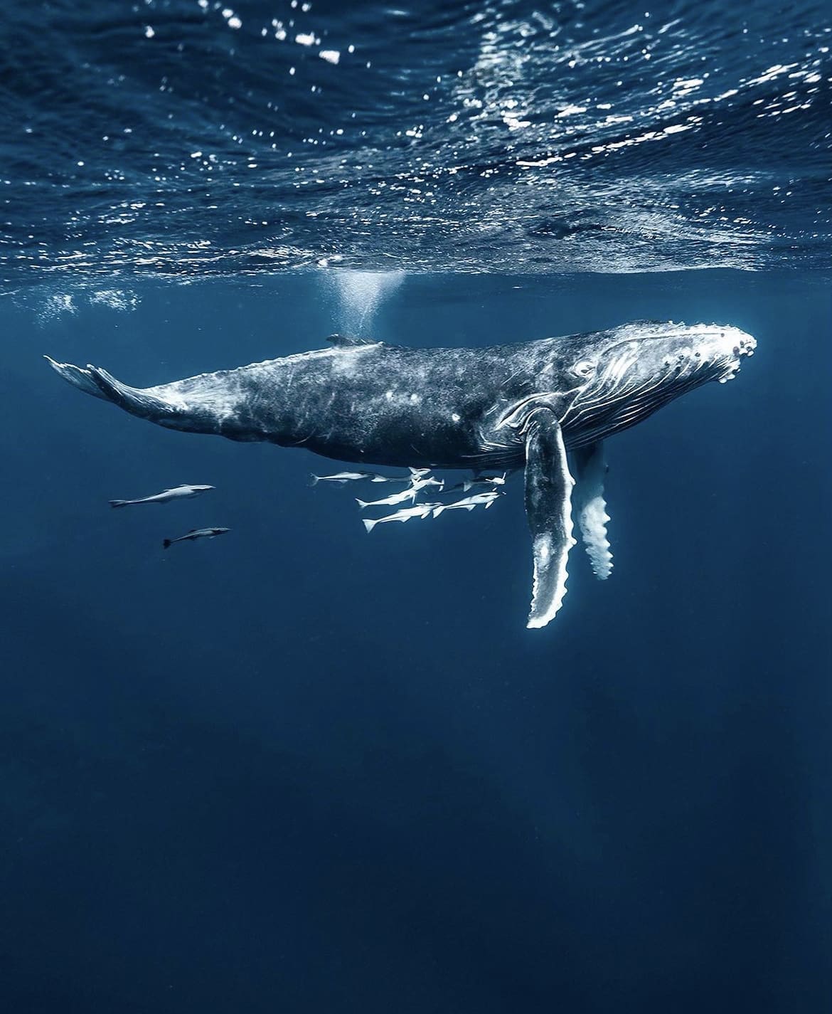 Diving in Tonga