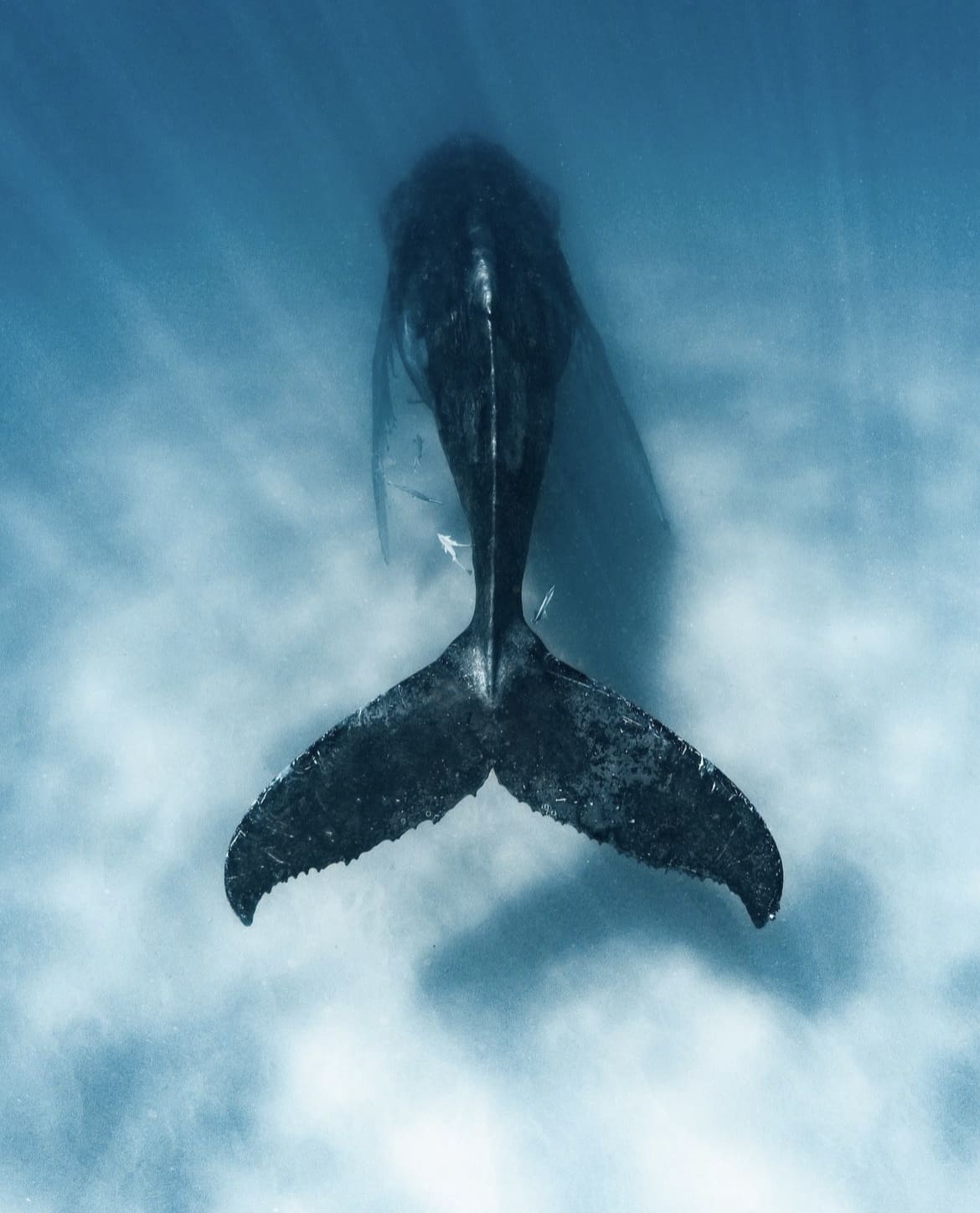 Sleeping whale