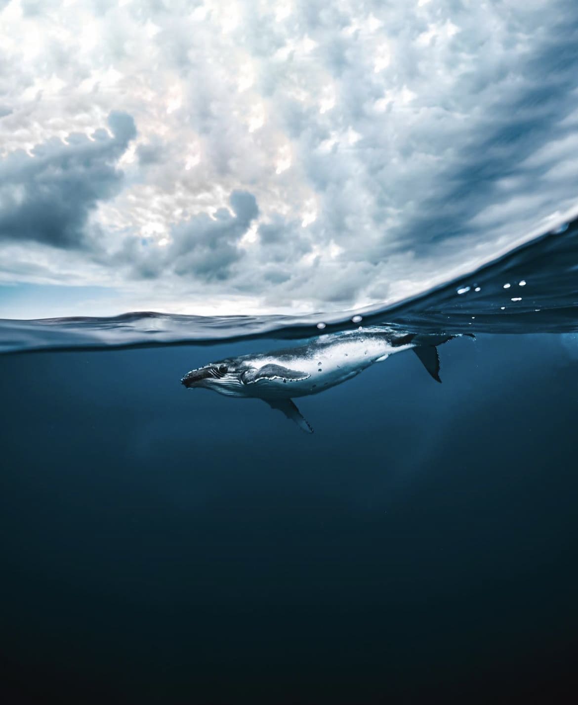 Free diving in French Polynesia