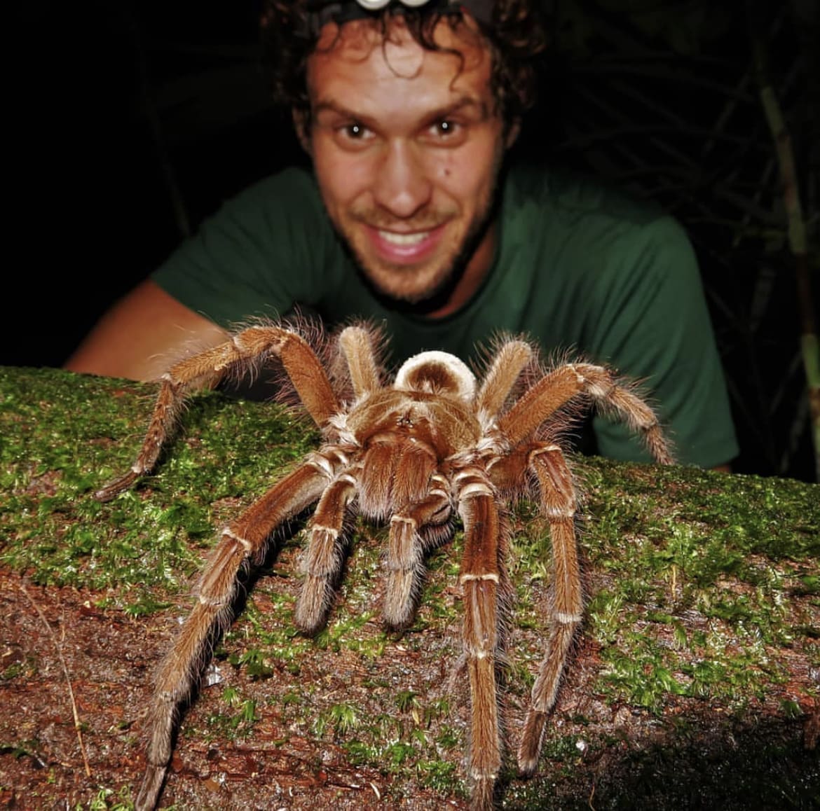 Goliath Birdeater
