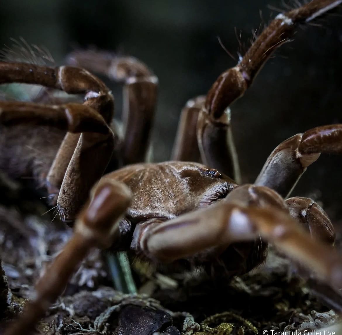 Tarantula closeup