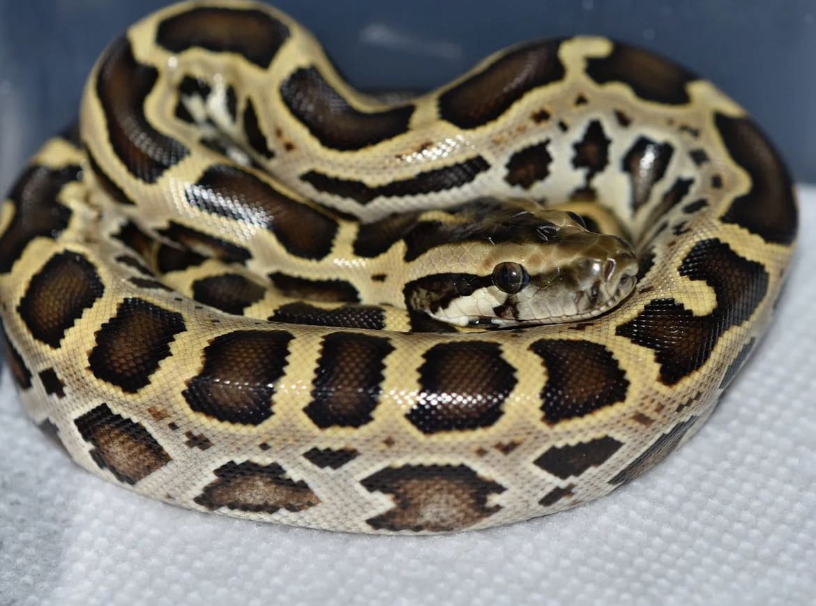 baby burmese python