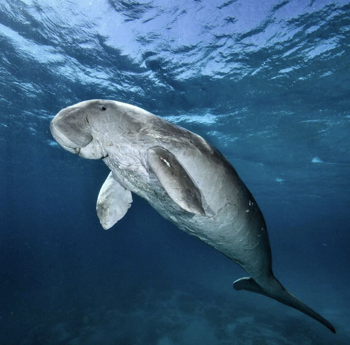 Dugong