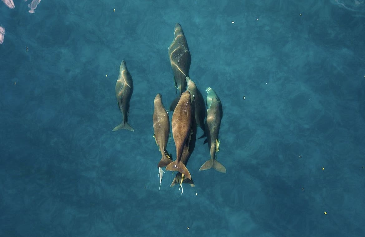 Pod of wild dugongs swimming in Palau