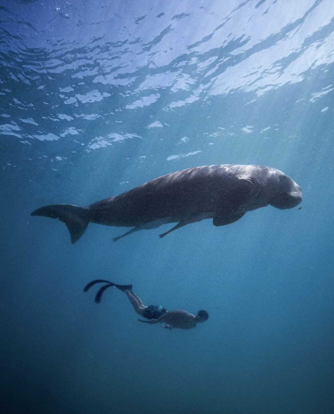 Diving with dugongs