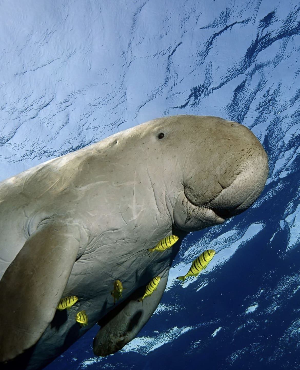 Dugong closeup