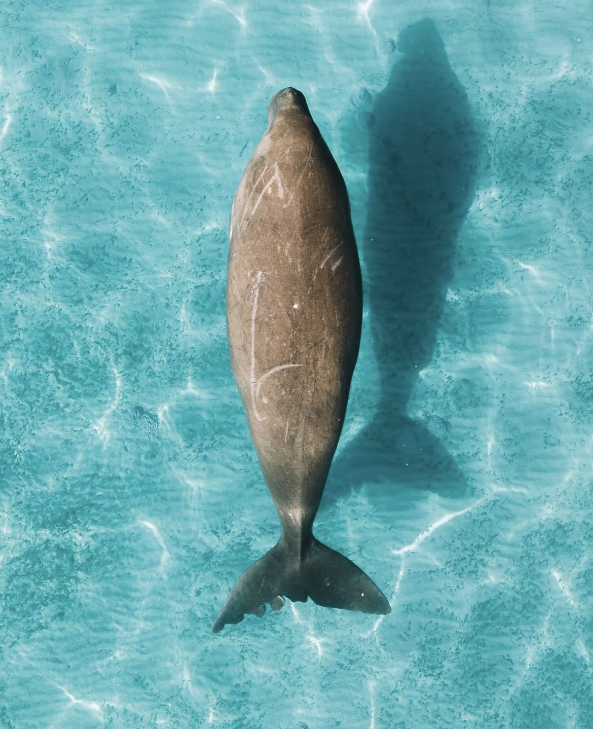 Dugong in Australia