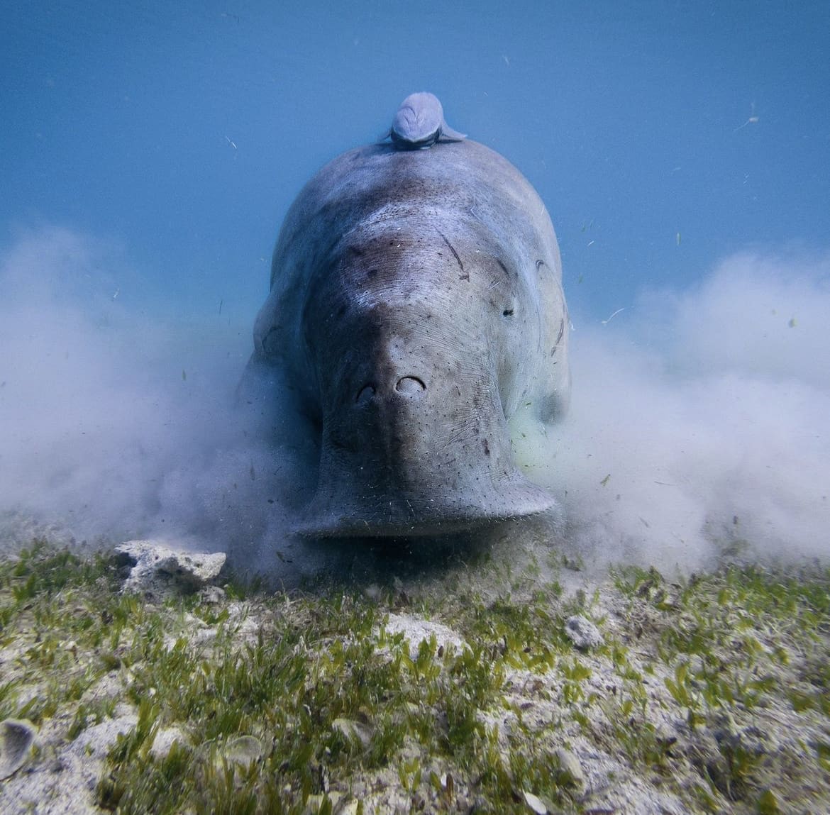 Cousins of the manatee