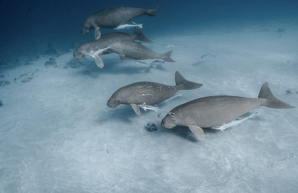 Family of dugongs