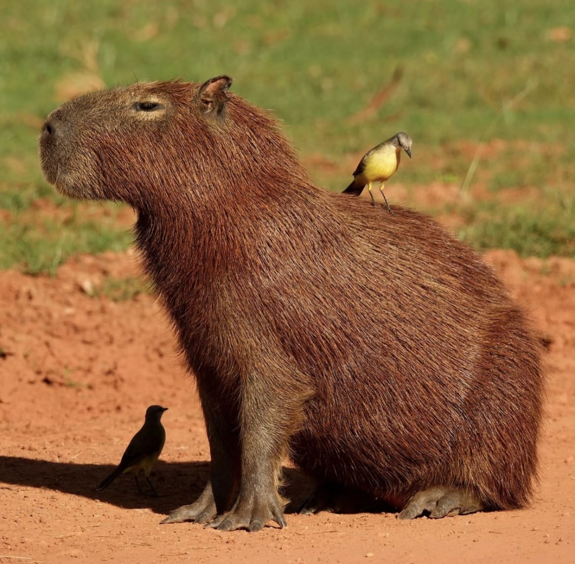 Capybara
